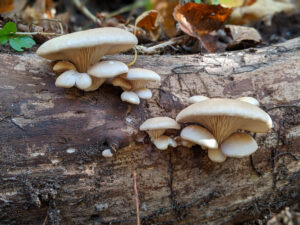 Mushroom "foray"